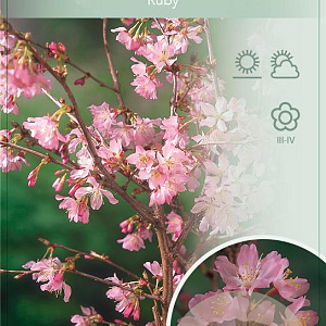 Prunus nipponica 'Ruby' 90 cm stam 7,5L