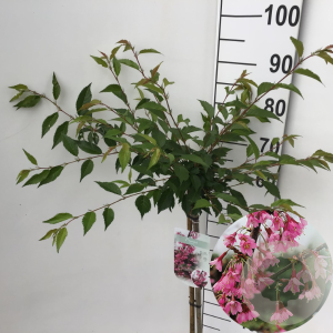 Prunus 'Okame' 60 cm stam 5,0L
