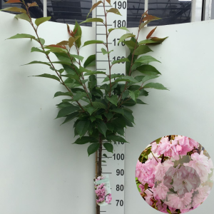 Prunus ser. 'Kanzan' 120 cm stam 7,5L