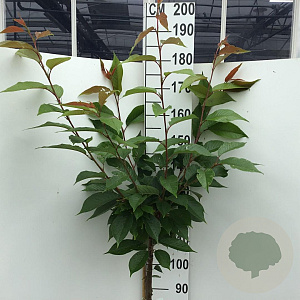 Prunus ser. 'Kanzan' 120 cm stam 7,5L