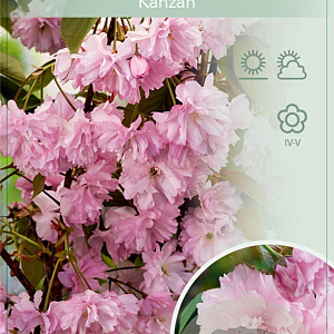 Prunus ser. 'Kanzan' 120 cm stam 7,5L