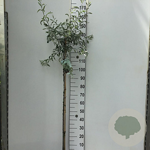 Pyrus salicifolia 'Pendula' 120 cm stam 7,5L