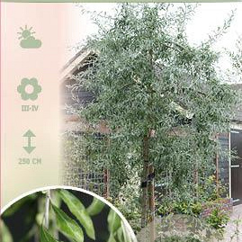 Pyrus salicifolia 'Pendula' 90 cm stam 7,5L