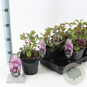 Rosa (F) Blue for You 10-15 cm C1.5
