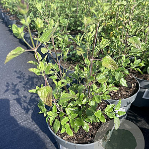 Salvia micr. 'Hot Lips' GM 2,0L