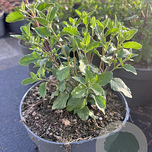 Salvia micr. 'Hot Lips' GM 2,0L