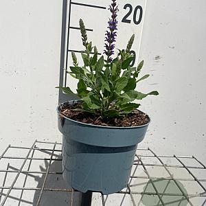 Salvia nem. 'Ostfriesland' GM 2,0L