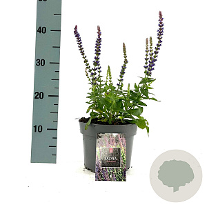 Salvia nem. 'Ostfriesland' GM 2,0L