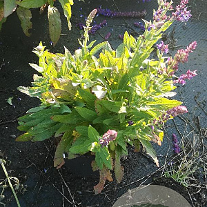 Salvia nem. 'Ostfriesland' GM 2,0L