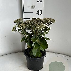 Sedum t. Seduction Pink Passion GM 2,0L