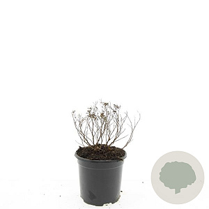 Spiraea jap. 'Albiflora' GM 1.5