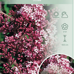 Syringa 'Josée' 90 cm stam 7,5L