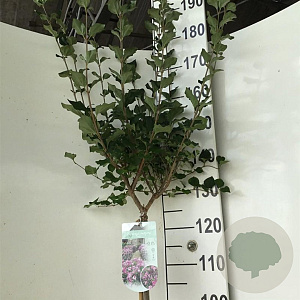 Syringa meyeri 'Palibin' 120 cm stam 7,5L
