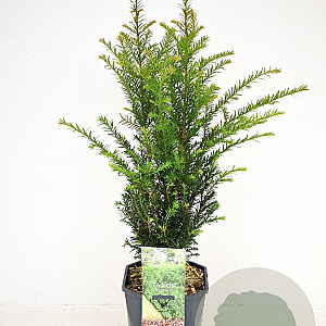 Taxus baccata 50-60 cm 5,0L