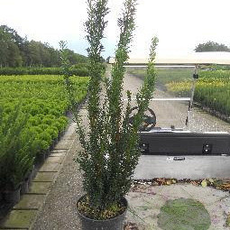 Taxus media 'Hillii' 60-80 cm 4,0L