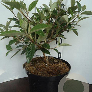 Viburnum 'Eskimo' 30-40 cm 5,0L
