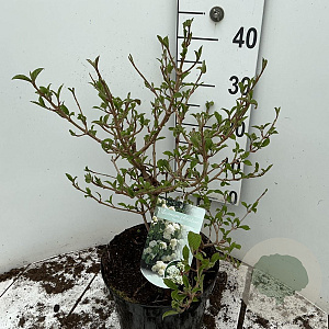 Viburnum plic. 'Newport' 40-50 cm 7,5L