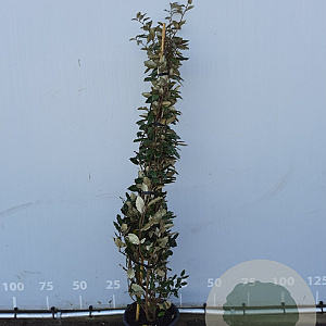 Elaeagnus ebbingei 175-200 cm 20L