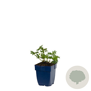 Geranium sanguineum GM  P11
