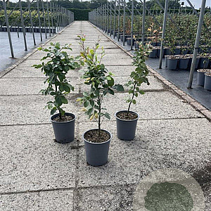 Fagus sylvatica 40-60 cm 3,5L