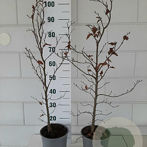 Fagus sylvatica 80-100 cm 3,5L