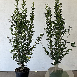 Ligustrum ovalifolium 100-125 cm 5,0L