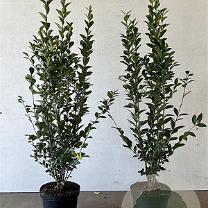 Ligustrum ovalifolium 100-125 cm 5,0L