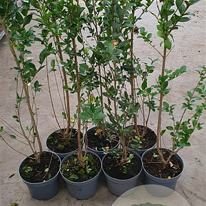 Ligustrum ovalifolium 80-100 cm 5,0L