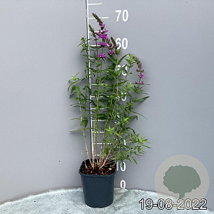 Lythrum salicaria GM 2,0L