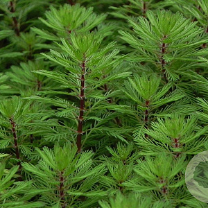 Myriophyllum rubricaule GM 2,0L