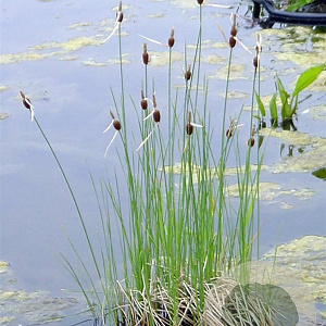 Typha minima GM 2,0L