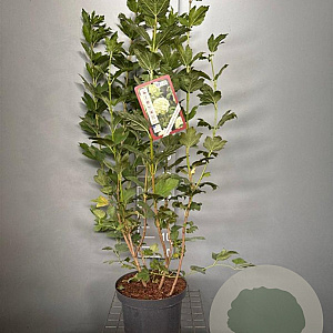Viburnum opulus 'Roseum' 80-100 cm 7,5L