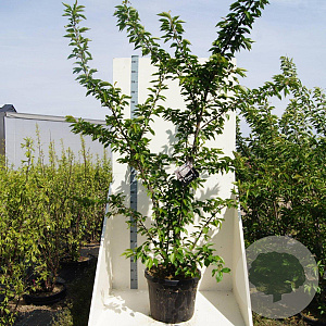 Prunus yedoensis 250-300 cm cont. 55L meerstammig