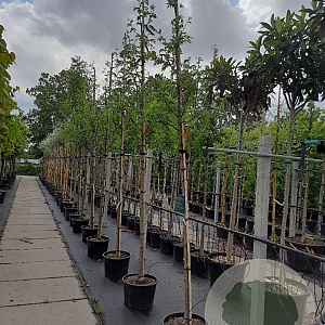 Sorbus aucuparia 12-14 HO container