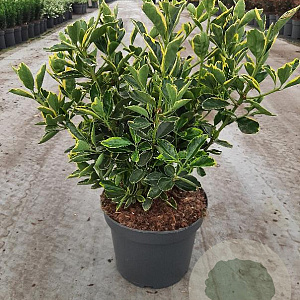 Euonymus jap. Marieke 40 cm 5,0L