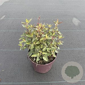 Agastache mexicana 30-40 cm 2,0L