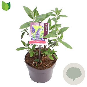 Buddleja d. 'Empire Blue' 15-20 cm 3,0L