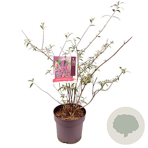 Buddleja d. 'Ile de France' 50-60 cm 5,0L