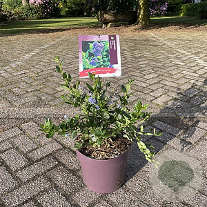 Ceanothus griseus 'Yankee Point' 40-50 cm 7,5L