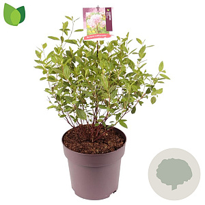Ceanothus pallidus 'Marie Simon' 40 cm 10L