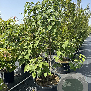 Clerodendrum trichotomum 150-175 cm cont. 80L