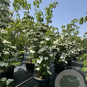 Cornus Aurora 175-200 cm cont. 80L