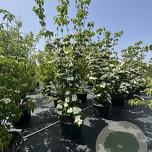 Cornus Aurora 200-250 cm cont. 80L