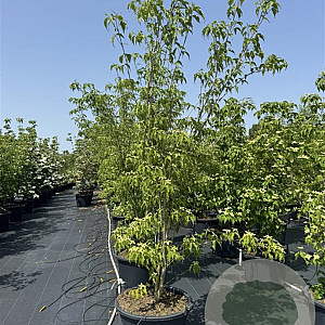 Cornus k. 'Weisse Fontaine' 200-250 cm cont. 80L