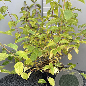 Cornus sang. 'Midwinter Fire' 50-70 cm 5,0L