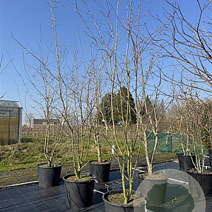 Crataegus media 'Paul's Scarlet' 350-375 cm cont. 130L