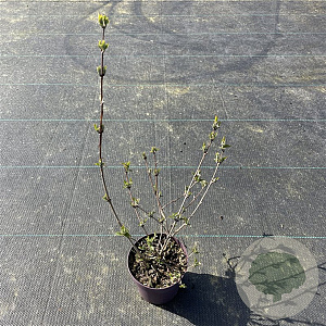 Deutzia hybrida 'Mont Rose' 20-25 cm P13