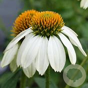 Echinacea p. Powwow White GM C5