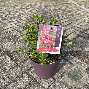 Escallonia 'Red Dream' 15-20 cm 5,0L