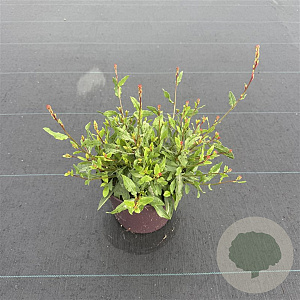 Gaura l. Gaudi White 30-40 cm 2,0L